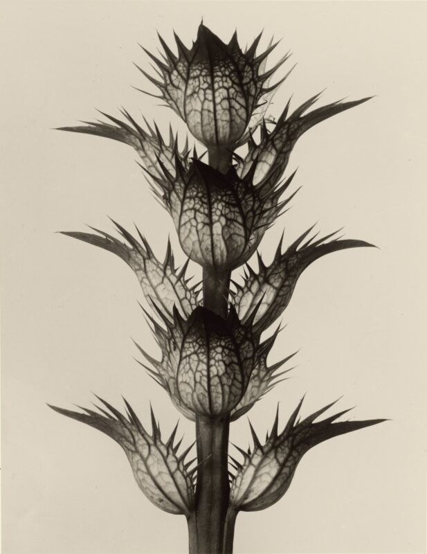 Acanthus